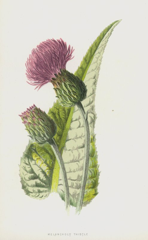 Oset melancholijny (chromolitho) autorstwa Frederick Edward Hulme