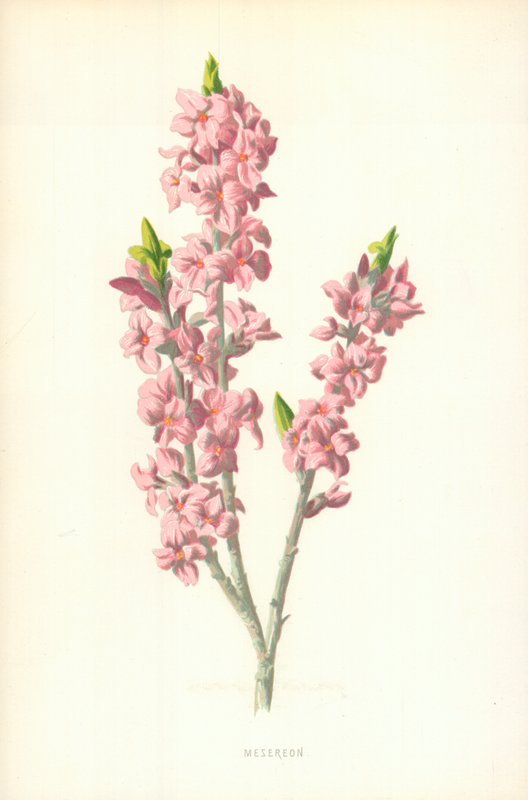 Месереонполи autorstwa Frederick Edward Hulme