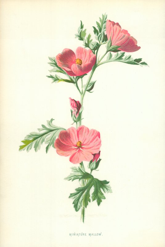 Malwa miniaturowa autorstwa Frederick Edward Hulme