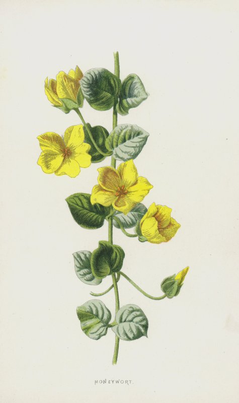Moneywort (chromolitho) autorstwa Frederick Edward Hulme