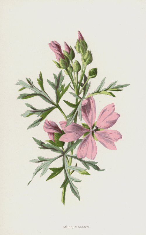 Piżmo-Mallow (chromolitho) autorstwa Frederick Edward Hulme