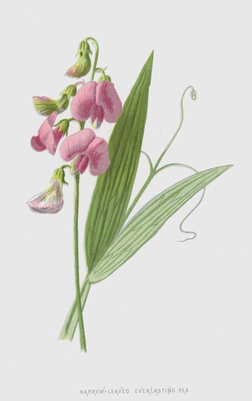 Wieczny Groch Wąskolistny (chromolitho) autorstwa Frederick Edward Hulme