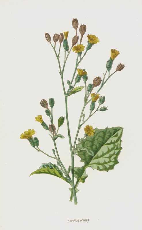 Nipplewort (chromolitho) autorstwa Frederick Edward Hulme