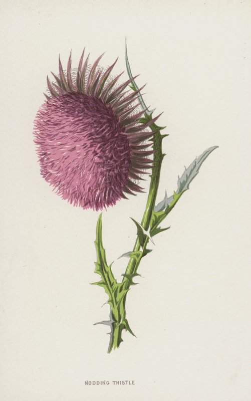 Kiwający Oset (chromolitho) autorstwa Frederick Edward Hulme