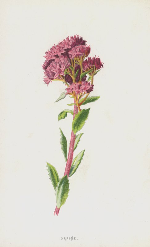 Orpine (chromolitho) autorstwa Frederick Edward Hulme