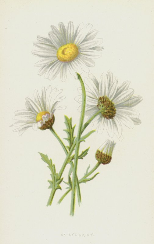 Stokrotka Wół Oko (chromolitho) autorstwa Frederick Edward Hulme