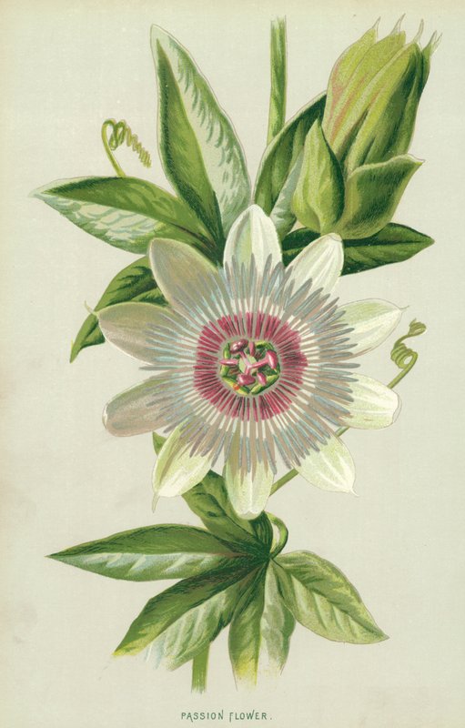Kwiat pasji autorstwa Frederick Edward Hulme