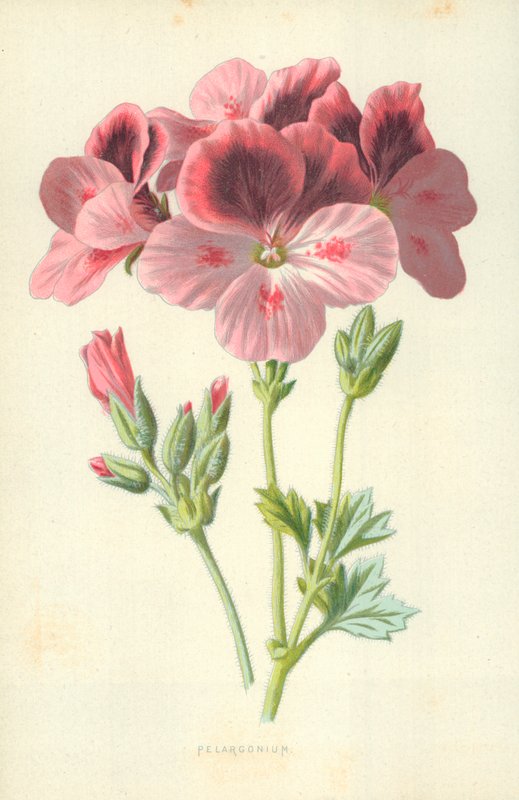 Pelargonia autorstwa Frederick Edward Hulme