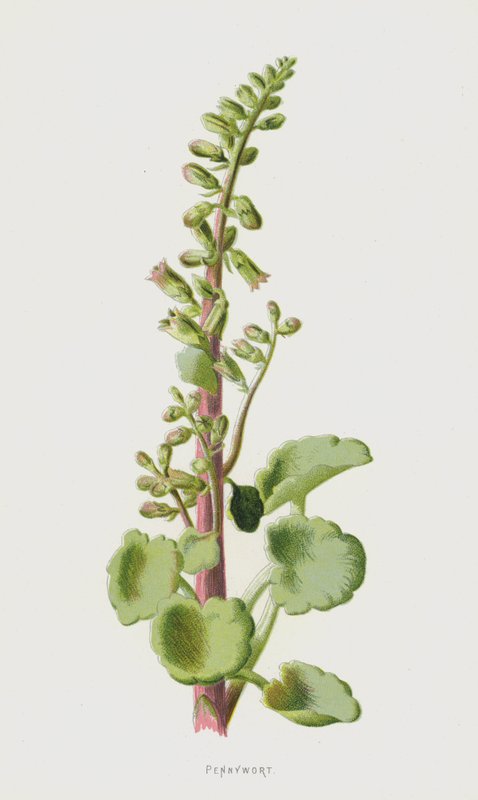 Wąkrota (chromolitho) autorstwa Frederick Edward Hulme