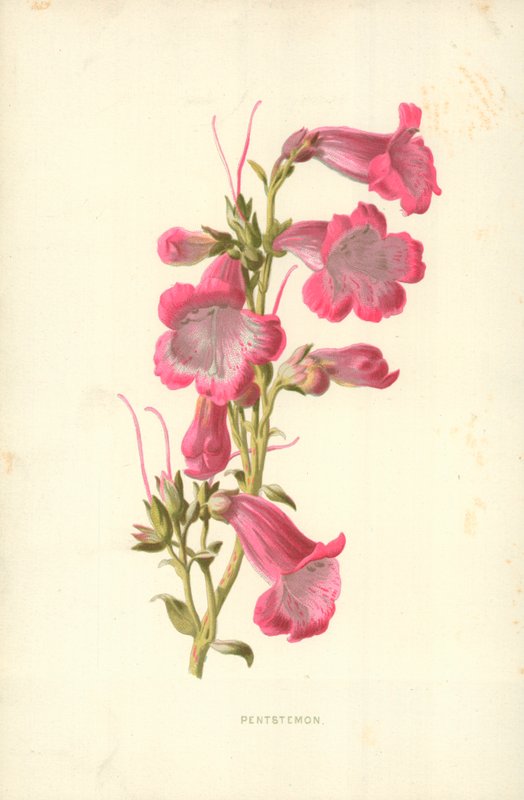 Пентстемонполи autorstwa Frederick Edward Hulme