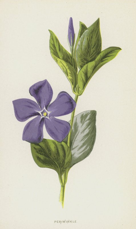 Barwinek (chromolitho) autorstwa Frederick Edward Hulme