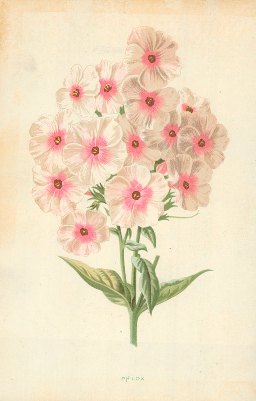 Floks autorstwa Frederick Edward Hulme
