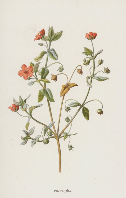 Pimpernel (chromolitho) autorstwa Frederick Edward Hulme