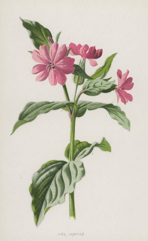 Różowy Campion (chromolitho) autorstwa Frederick Edward Hulme