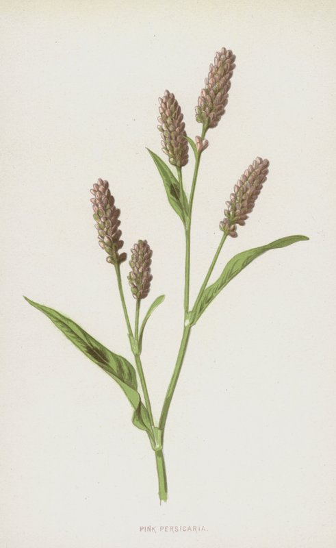 Różowa Persicaria (chromolitho) autorstwa Frederick Edward Hulme