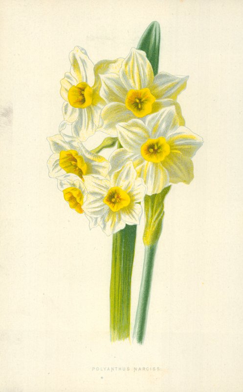 Polyanthus Narcyz autorstwa Frederick Edward Hulme