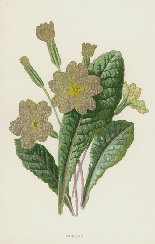 Wiesiołek (chromolitho) autorstwa Frederick Edward Hulme