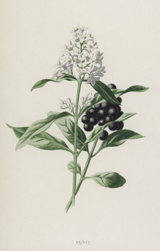 Privet (chromolitho) autorstwa Frederick Edward Hulme