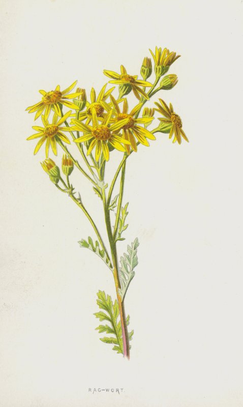 Szmata (chromolitho) autorstwa Frederick Edward Hulme