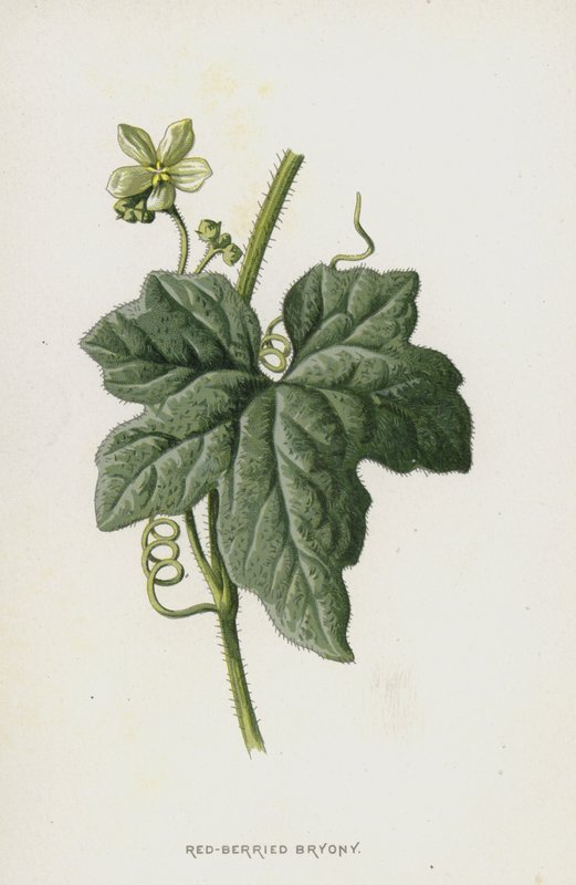 Bryony czerwono-jagodowe (chromolitho) autorstwa Frederick Edward Hulme