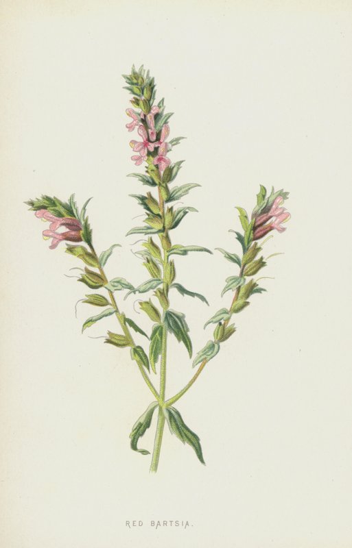 Czerwona Bartsia (chromolitho) autorstwa Frederick Edward Hulme