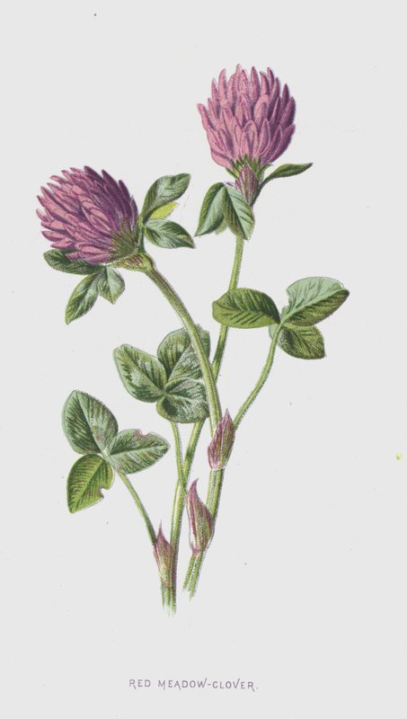 Czerwona łąka-koniczyna (chromolitho) autorstwa Frederick Edward Hulme