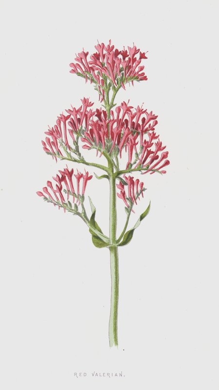Czerwony waleriana (chromolitho) autorstwa Frederick Edward Hulme