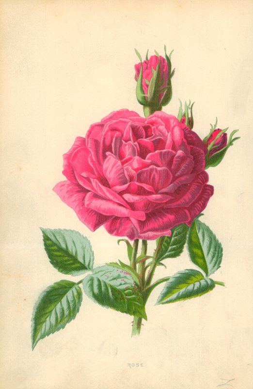 Róża autorstwa Frederick Edward Hulme