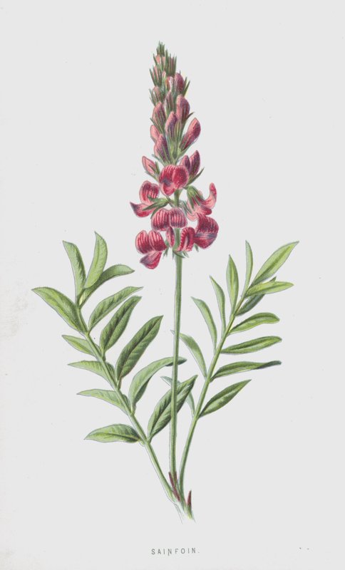 Sainfoin (chromolitho) autorstwa Frederick Edward Hulme
