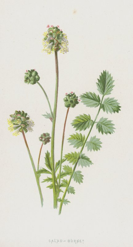 Sałatka-Burnet (chromolitho) autorstwa Frederick Edward Hulme