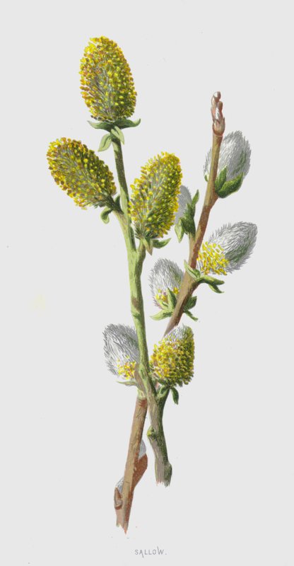 Ziemisty (chromolitho) autorstwa Frederick Edward Hulme