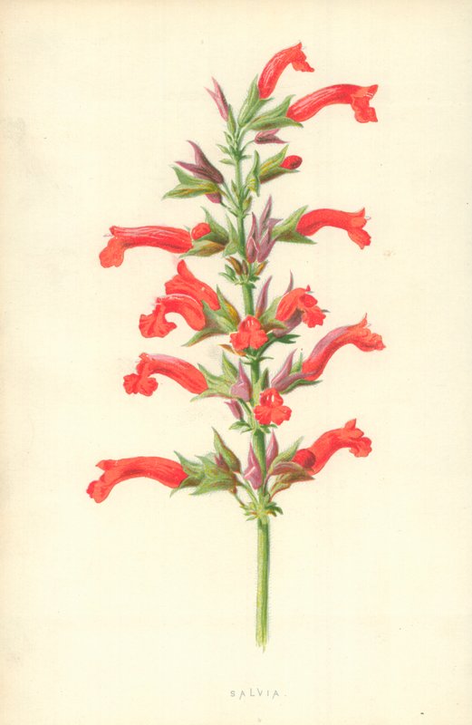 Szałwia autorstwa Frederick Edward Hulme