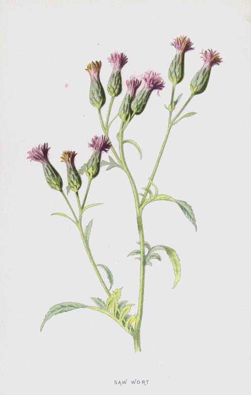 Piła brzeczki (chromolitho) autorstwa Frederick Edward Hulme