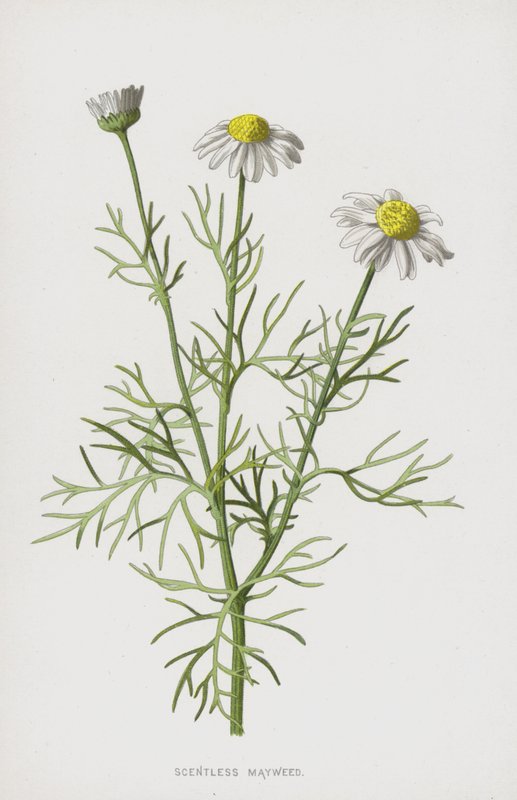 Bez zapachu Mayweed (chromolitho) autorstwa Frederick Edward Hulme