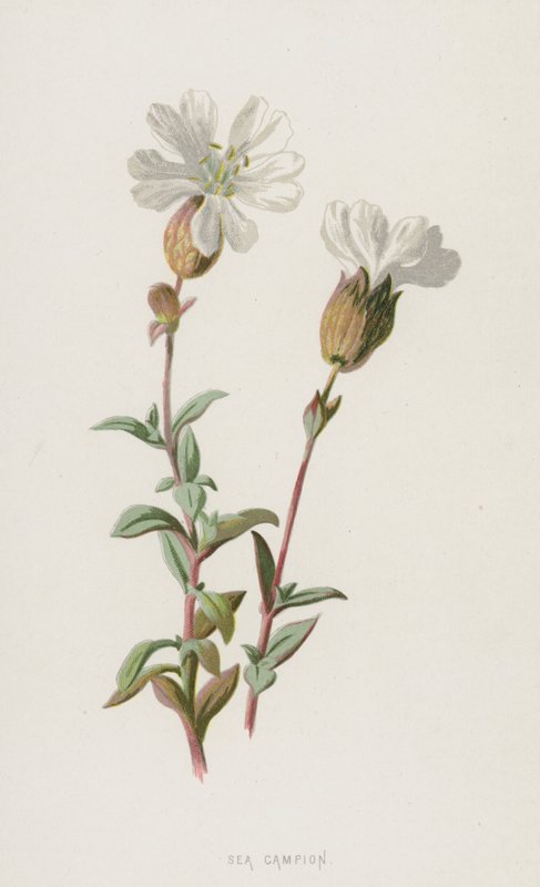 Morze Campion (chromolitho) autorstwa Frederick Edward Hulme