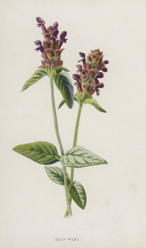 Samoleczenie (chromolitho) autorstwa Frederick Edward Hulme