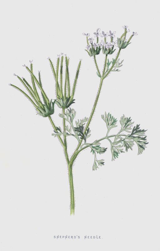 Igła Pasterza (chromolitho) autorstwa Frederick Edward Hulme