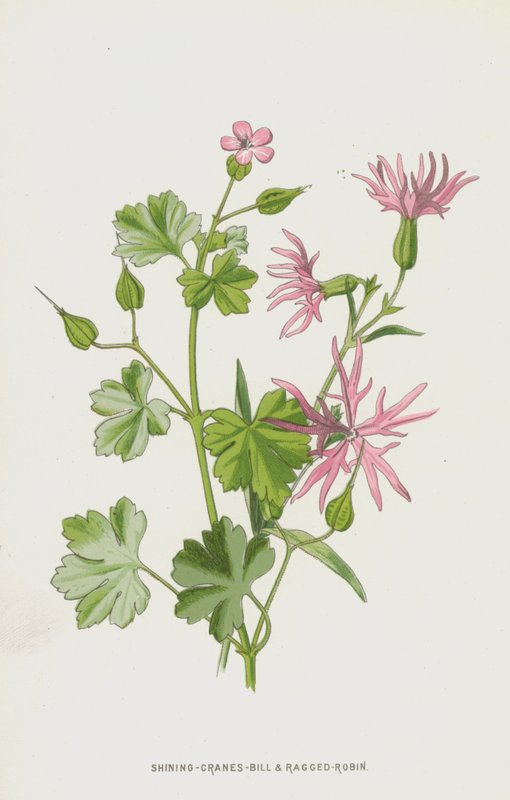 Shining-Cranes-Bill i Ragged-Robin (chromolitho) autorstwa Frederick Edward Hulme
