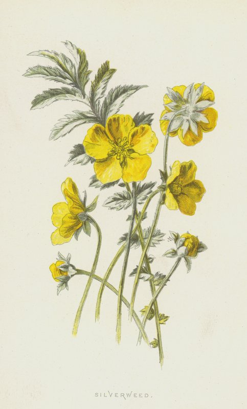 Srebrzysta (chromolitho) autorstwa Frederick Edward Hulme