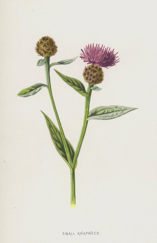 Knapweed mały (chromolitho) autorstwa Frederick Edward Hulme