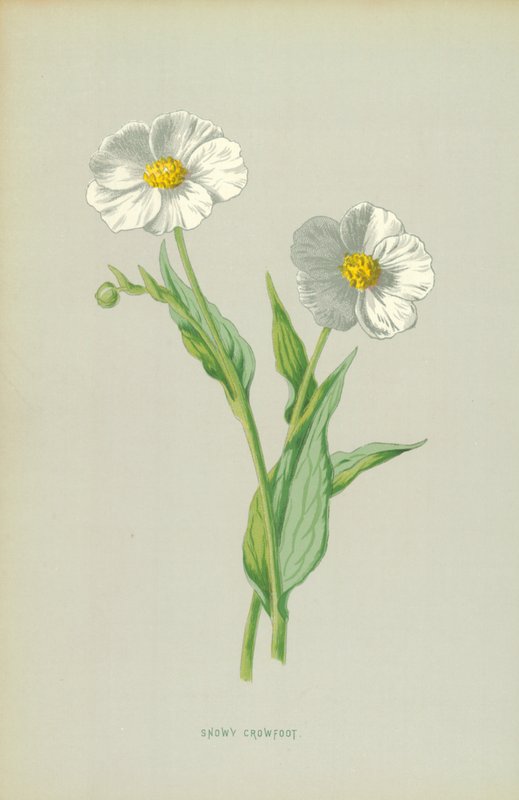 Śnieżny Crowfoot autorstwa Frederick Edward Hulme
