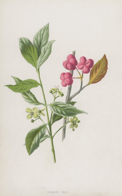 Drzewo wrzeciona (chromolitho) autorstwa Frederick Edward Hulme