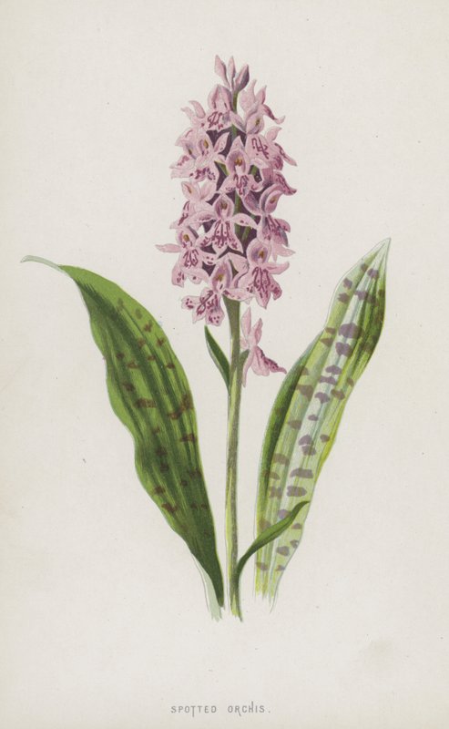 Storczyk plamisty (chromolitho) autorstwa Frederick Edward Hulme