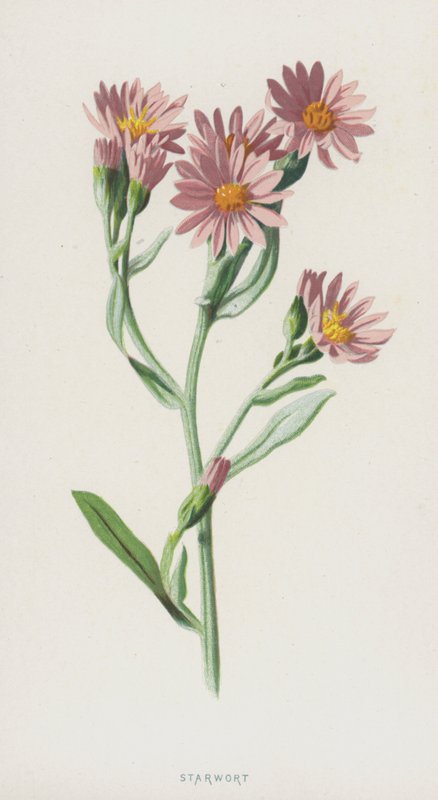 Starwort (chromolitho) autorstwa Frederick Edward Hulme