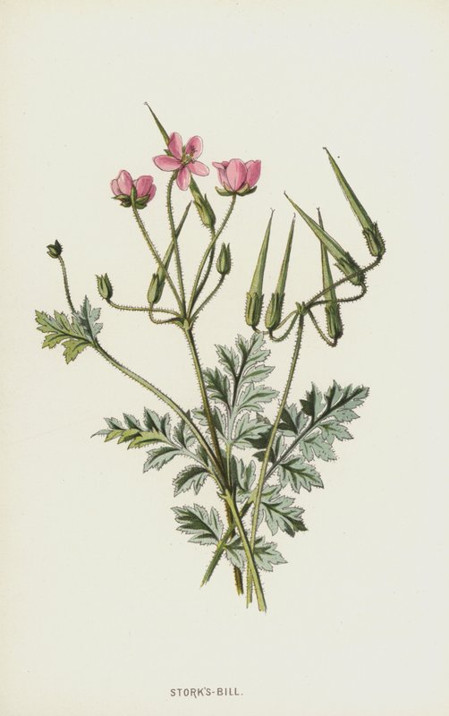 Bociany-Bill (chromolitho) autorstwa Frederick Edward Hulme