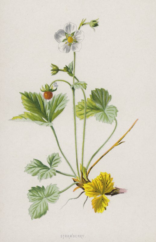 Truskawka (chromolitho) autorstwa Frederick Edward Hulme