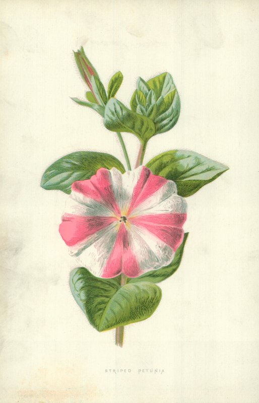 Petunia w paski autorstwa Frederick Edward Hulme