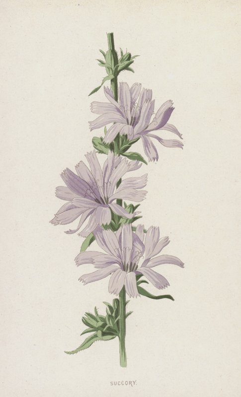 Succory (chromolitho) autorstwa Frederick Edward Hulme