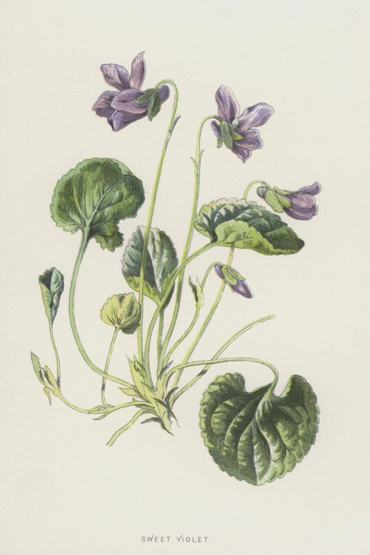 Słodki Fiolet (chromolitho) autorstwa Frederick Edward Hulme