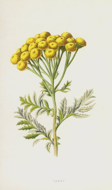 Wrotycz pospolity (chromolitho) autorstwa Frederick Edward Hulme